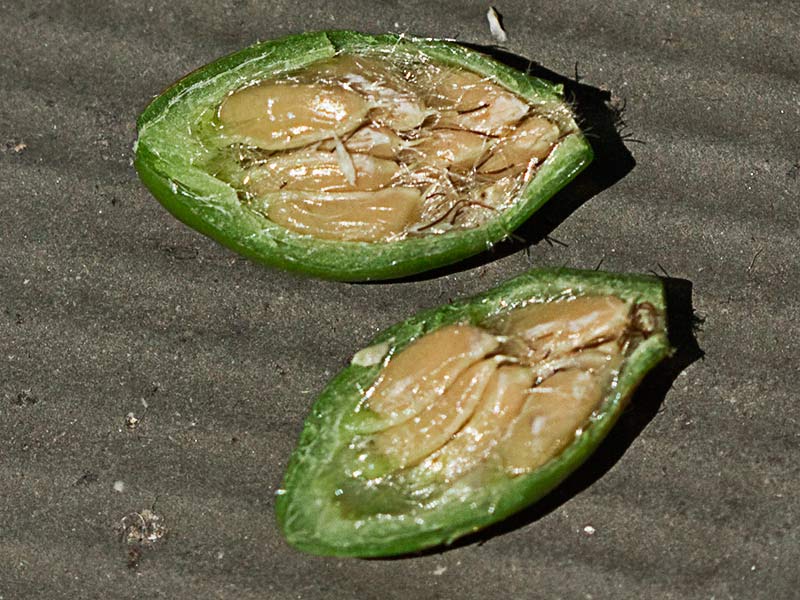 Úrnula con pelos y semillas del tapaculos, Rosa canina