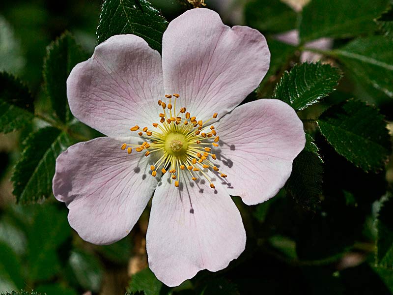 Escaramujo (Rosa canaina)