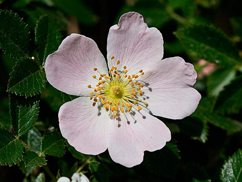 Flor del Escaramujo (Rosa canaina)