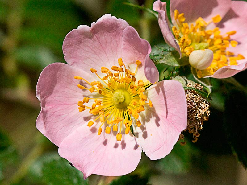 Flor rasácea del Escaramujo, Rosa Canina