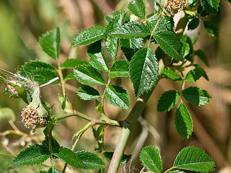 Ramas y hojas del tapaculos, Rosa Canina