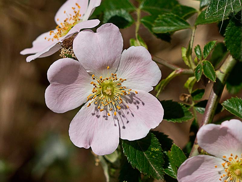 Vista frontal de la Flor del tapaculos, Rosa canina