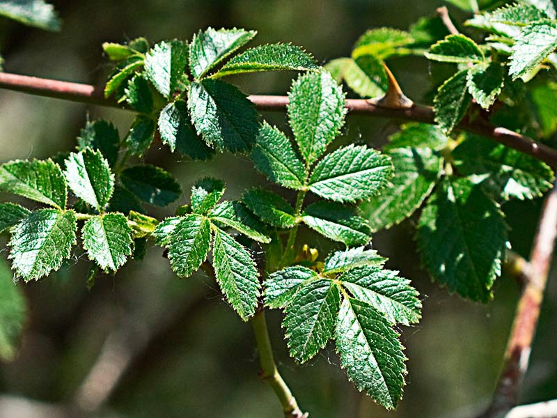 Ramas y hojas del tapaculos, Rosa canina