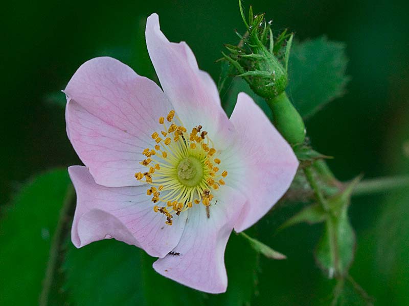 Flor del tapaculos, Rosa Canina