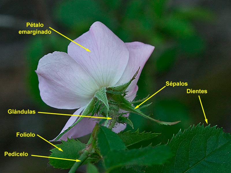 Estructura de la Flor del tapaculos, Rosa canina