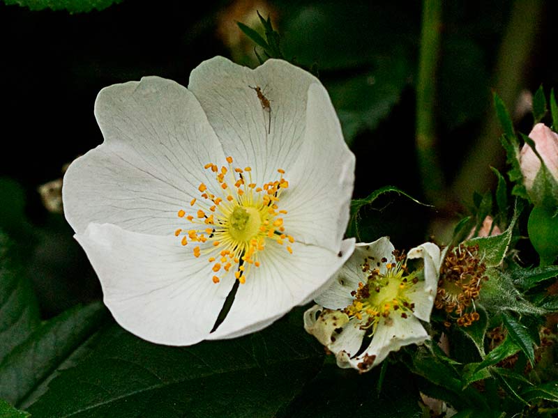 Flor del rosal silvestre, Rosa corymbifera