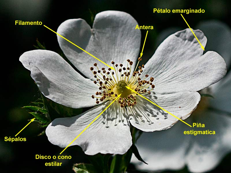 Partes de la Flor del rosal silvestre, Rosa corymbifera