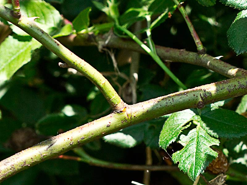 Rama del rosal silvestre, Rosa corymbifera