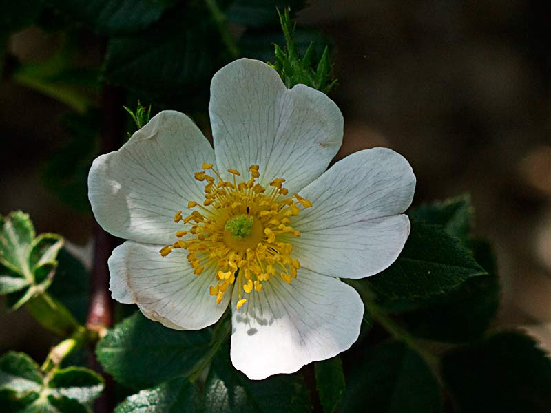 Flor con estambres y piña estigmática del rosal silvestre, Rosa corymbifera