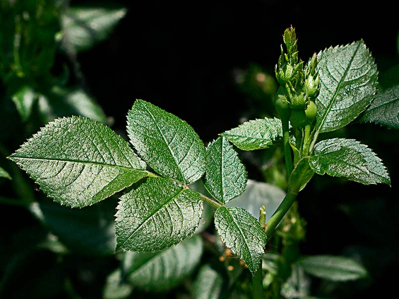Corimbo de úrnulas y hojas del rosal silvestre, Rosa corymbifera