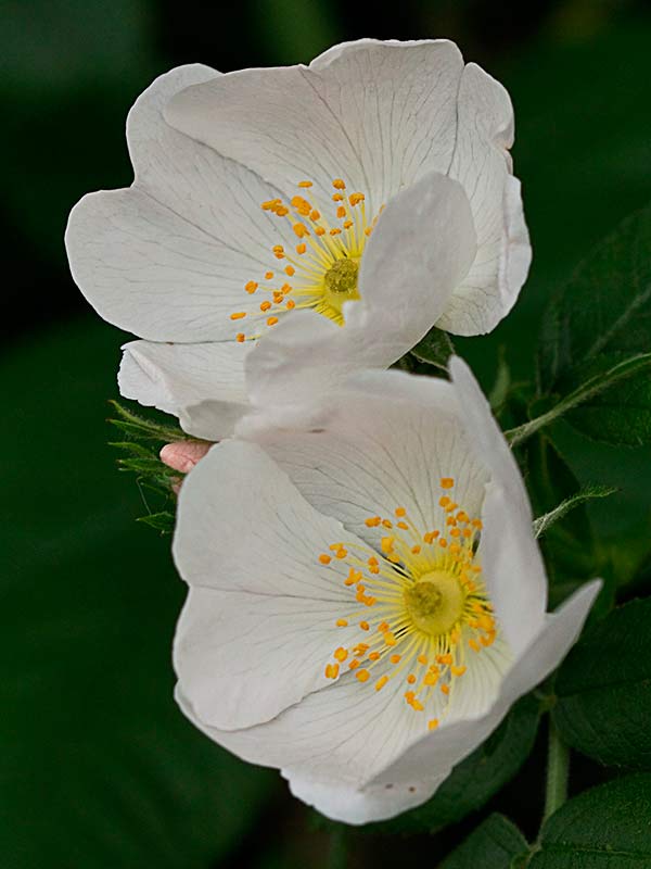 Flores del rosal silvestre, Rosa corymbifera