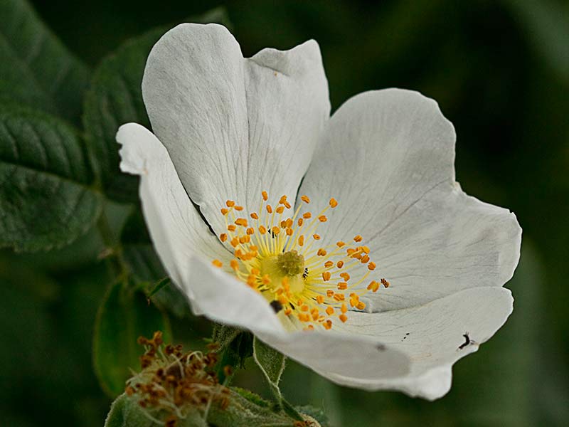 Flor del rosal silvestre, Rosa corymbifera