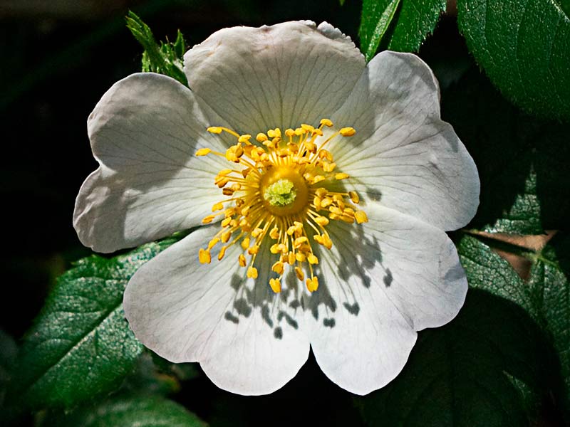 Flor, pétalos, estambres y piña estigmática del rosal silvestre, Rosa corymbifera