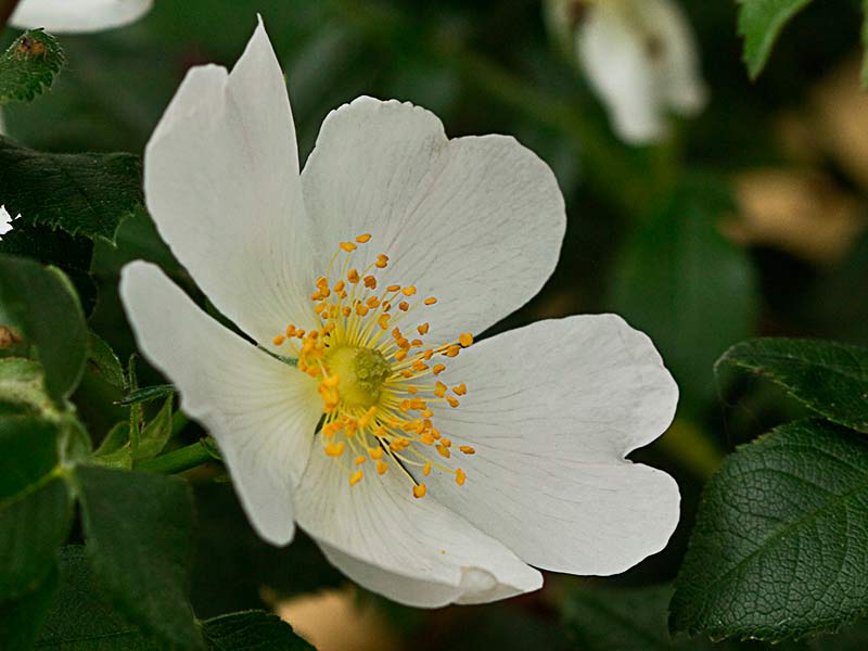 Flor blanca del rosal silvestre, Rosa corymbifera