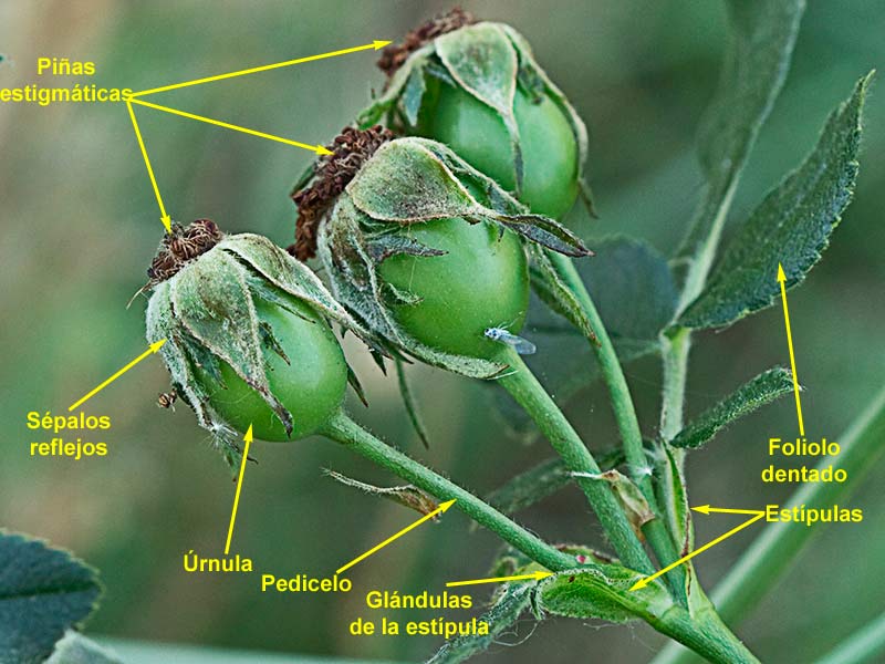 Frutos del rosal silvestre, Rosa corymbifera