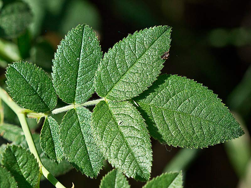 Rama del rosal silvestre, Rosa corymbifera
