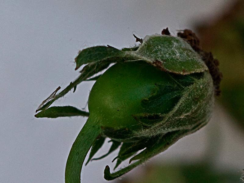 Úrnula del rosal silvestre, Rosa corymbifera
