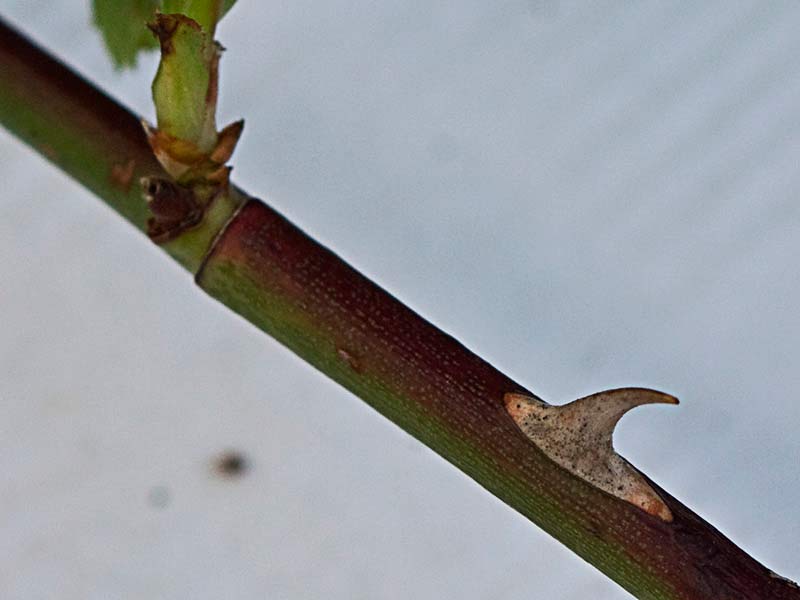 Trozo de rama con acúleo del rosal silvestre, Rosa corymbifera