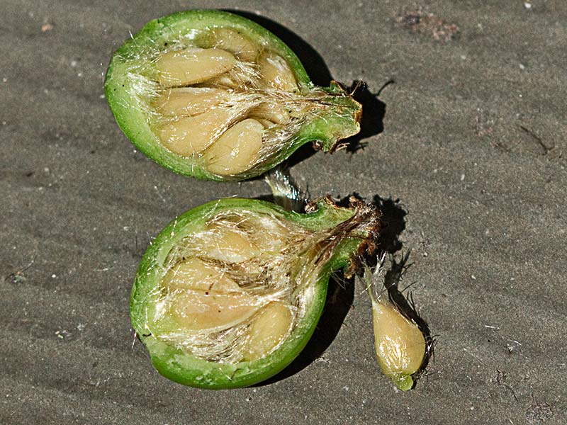 Seccionado de una úrnula verde del rosal silvestre, Rosa corymbifera