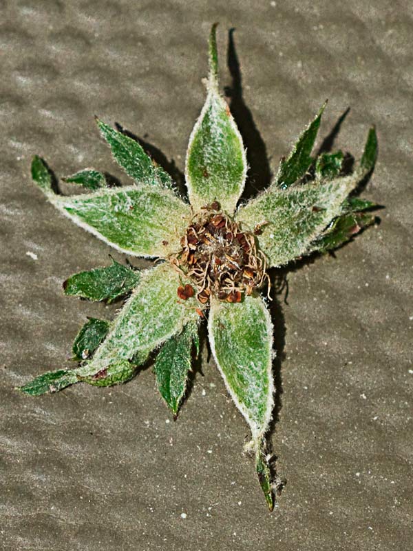 Frontal de la piña estigmática y sépalos reflejos del rosal silvestre, Rosa corymbifera
