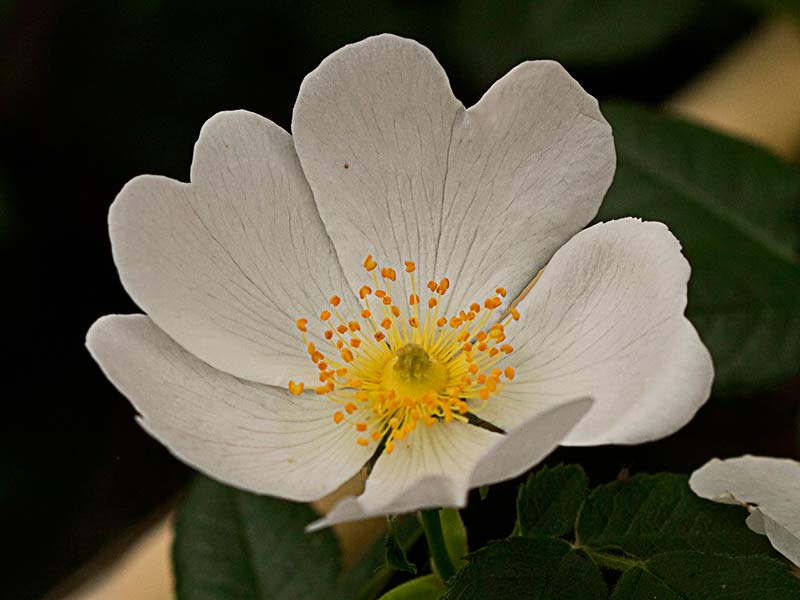 Flor de la Rosa corymbifera