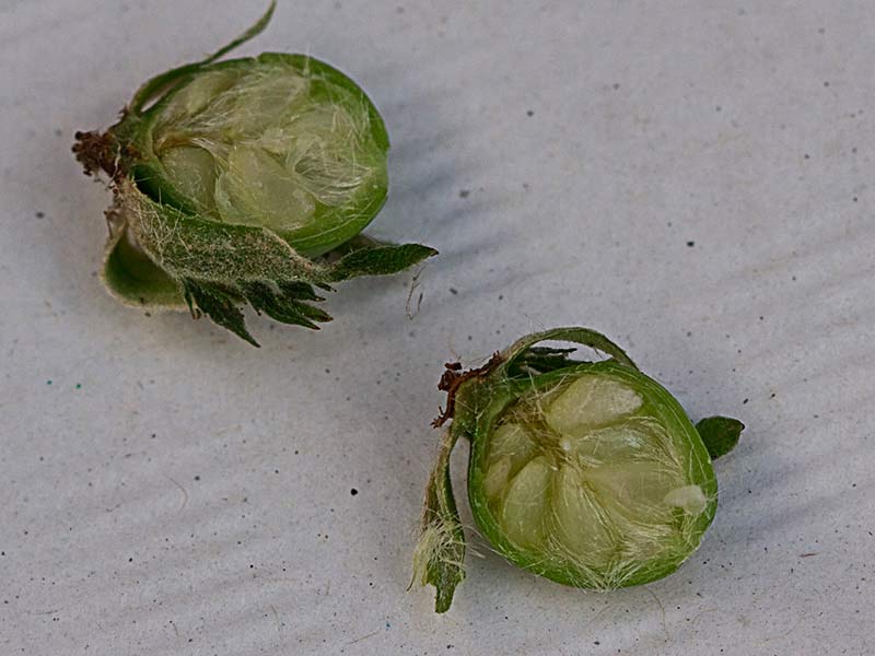Úrnula seccionada inmadura del rosal silvestre, Rosa corymbifera