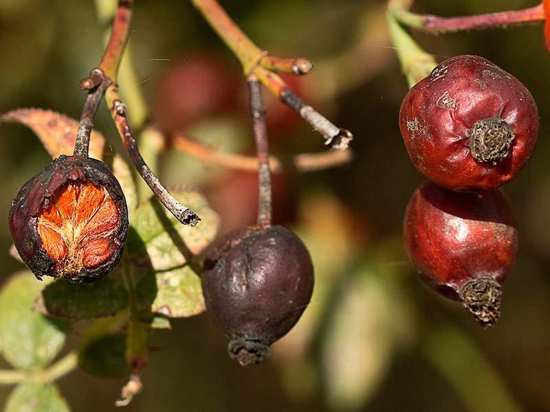 Frutos maduros y semillas del rosal silvestre, Rosa corymbifera