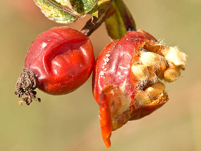 Úrnulas y semillas del rosal silvestre, Rosa corymbifera