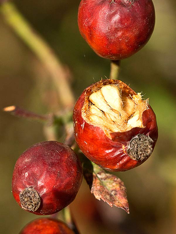 Semillas y frutos del rosal silvestre, Rosa corymbifera