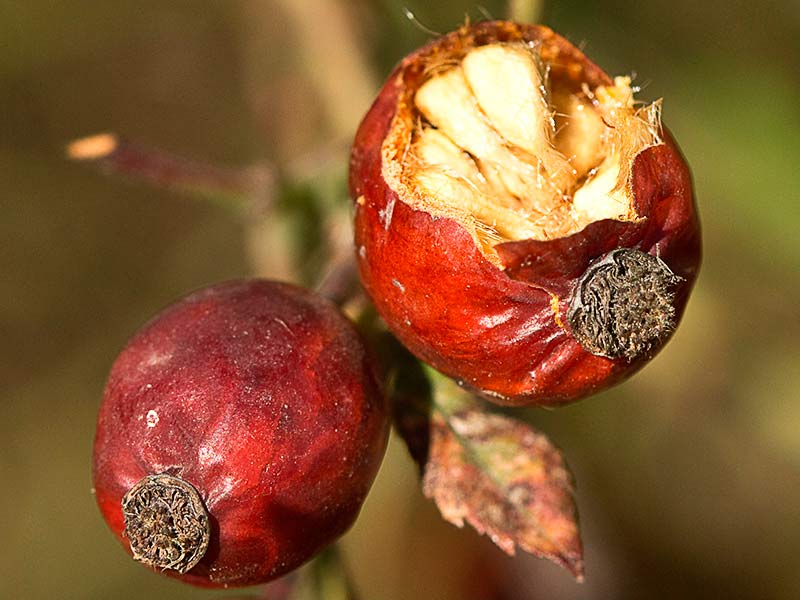 Úrnula rojiza con semillas del rosal silvestre, Rosa corymbifera