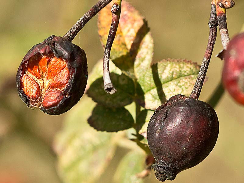 Frutos maduros del rosal silvestre, Rosa corymbifera