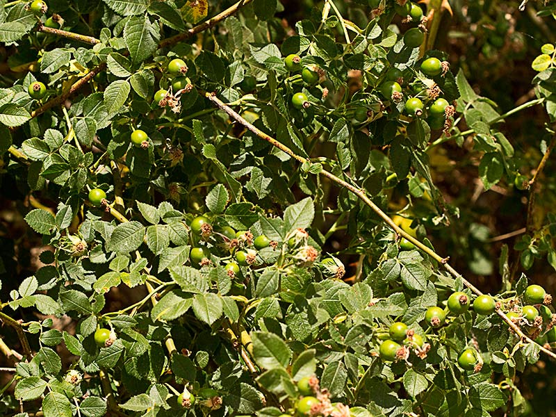 Frutos del rosal silvestre, Rosa corymbifera