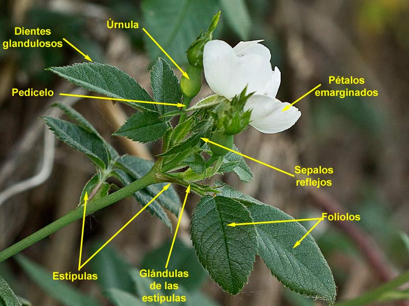 Rama con corimbo del rosal silvestre, Rosa corymbifera