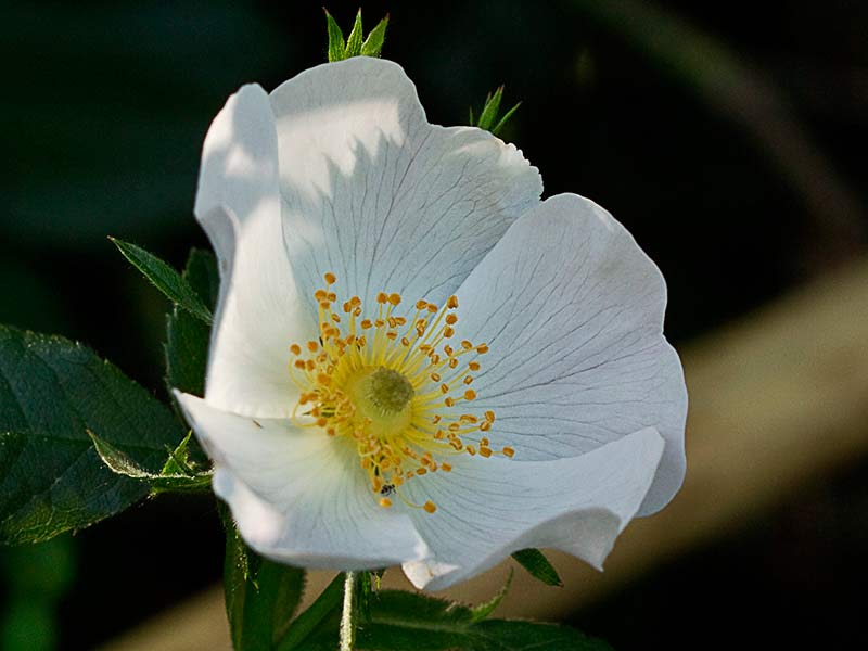 Flor del rosal silvestre, Rosa corymbifera