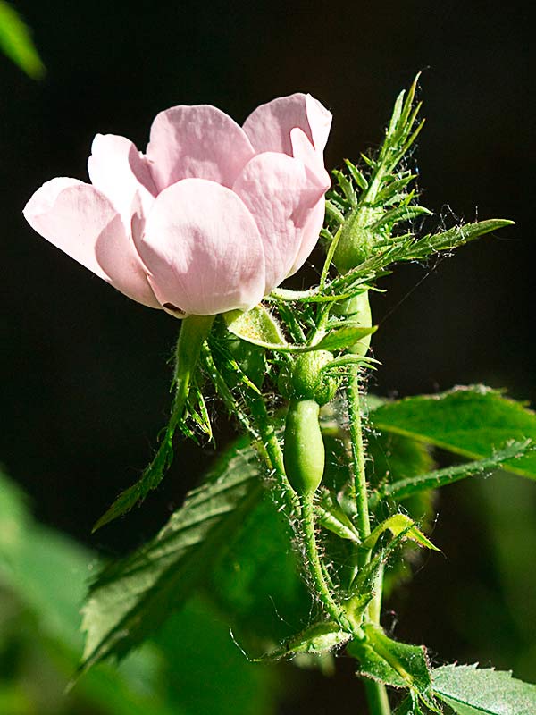 Corimbo con flor rosácea del rosal silvestre, Rosa corymbifera