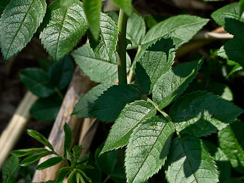Tallo y hojas del rosal silvestre, Rosa corymbifera
