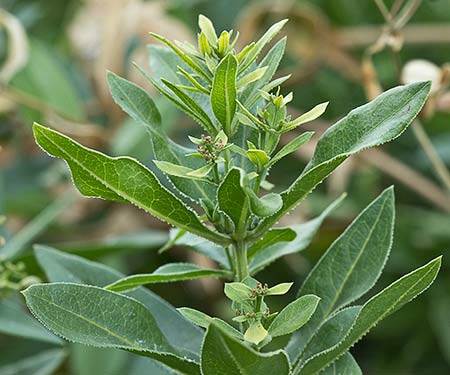 Rubia roja (Rubia tinctorum)
