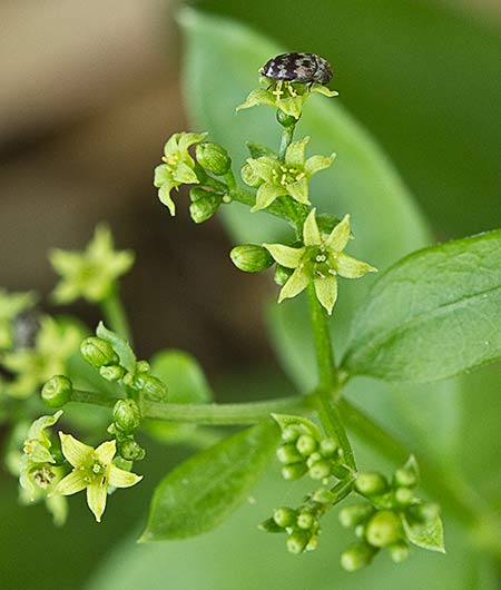 Rubia roja (Rubia tinctorum)