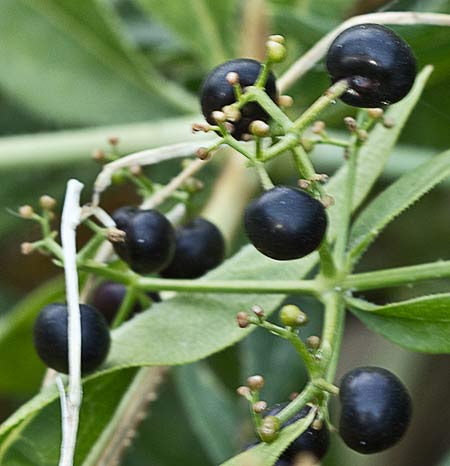 Rubia roja (Rubia tinctorum)