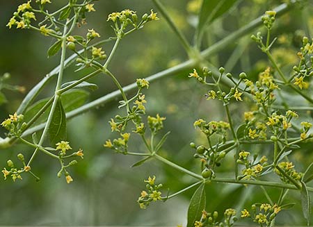 Rubia roja (Rubia tinctorum)