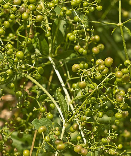 Rubia roja (Rubia tinctorum)
