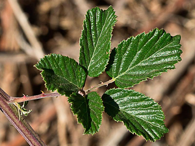Haz de las hojas de zarzamora (Rubus ulmifolius)