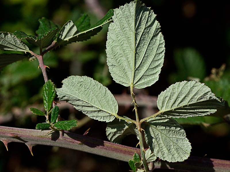Envés de las hojas de zarzamora (Rubus ulmifolius)