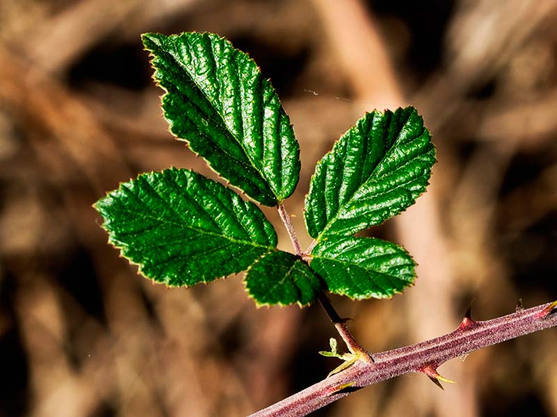Hojas de zarzamora (Rubus ulmifolius)
