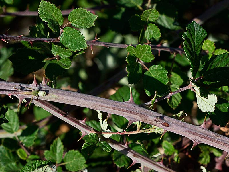 Turiones de zarzamora (Rubus ulmifolius)