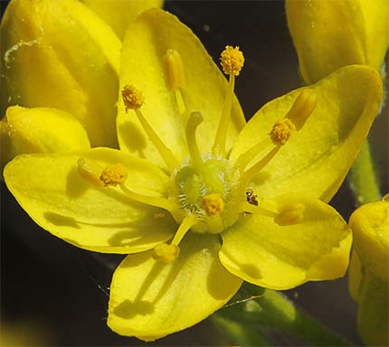 Flor de la ruda silvestre (Haplophyllum linifolium)
