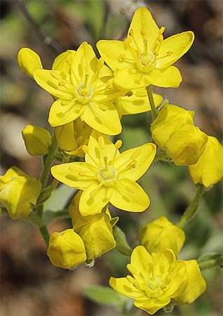 Ruda silvestre (Haplophyllum linifolium)