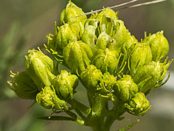 Ruda montesina (Ruta montana)