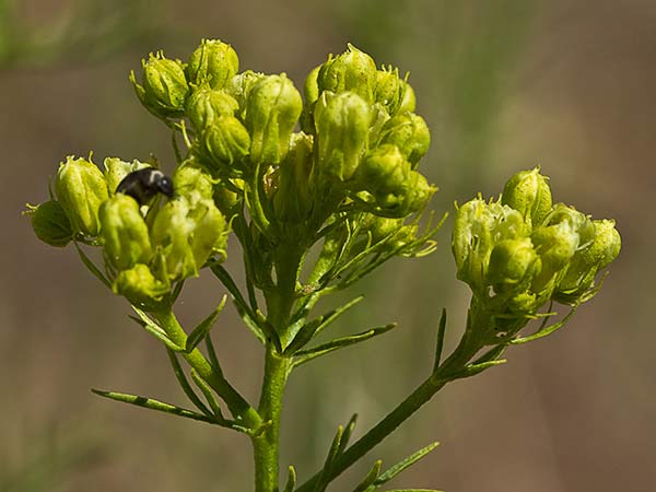 Ruda montesina (Ruta montana)