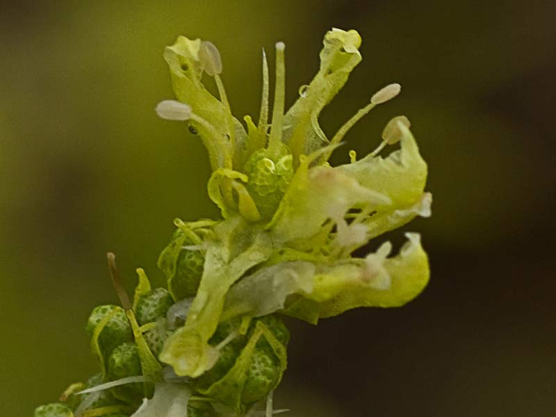 Ruda montesina (Ruta montana)